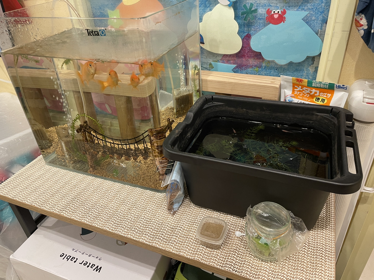 かえでの樹保育園板橋本町の生き物たち